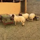 نعيم ثلاجه هرفي