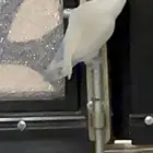 عصفورتي ضايعه