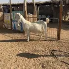 مشروكة فاخره دافع وقريبه