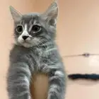 قط شيرازي
