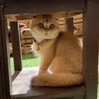 انثى سكوتش فولد للبيع