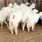 طليان حريه فاخره على الشرط