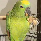 ببغاء امازوني بلوفرنتد جاكو