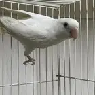 فرده روز البينو عيون حمراء اليف ماتعض