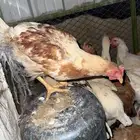 ديوك هجين تركي ولوهمان