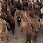 طليان سواكن حمري