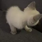 كيتن للبيع