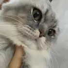 قط سكوتش فولد