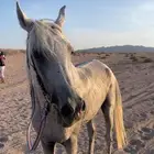 حصان شعبي