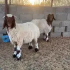 ذبايح نعيم
