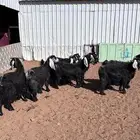 معزا عارضيات طيبه