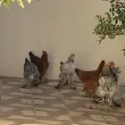 دجاج