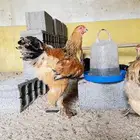 براهما بوف