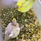 فروخ كروان لاتينو