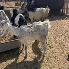 معزاء مواليد للبيع