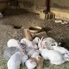 ارانب تنومه