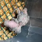 طيور وفروخ روز
