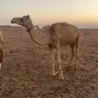 ذلول ثنيه طوع