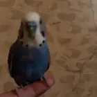 طيور حب للبيع