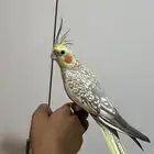 كروان اليف جداا