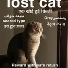 قط ضايع بالدمام حي النزهة