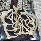 قرون غزالان متشكله الاحجام