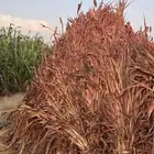 علف بالقرب من كليه التقنيه القوز