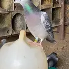 حمام زاجل سباق 2024