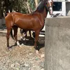 فرس و مهرتها