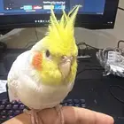 ببغاء كروان