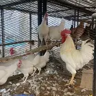 طقم دجاج تركي لون أبيض