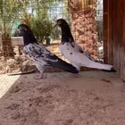اجوز باكستاني