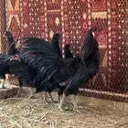 دجاج سومطرة (تم البيع)