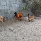 دجاج براهما