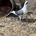 طبات زاجل سباق