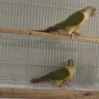 زوج كنيور اناناس محلل