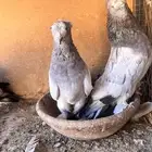 حمام تركي