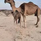 خلفه للبيع