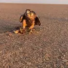 وكريه للبيع