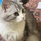 قطط هجين شيرازي مع هملايا للتبني