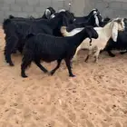 معزا دفيع مقاريب