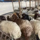 ذبايح نعيم نجدي سواكن شامل خدمة سلخ وتوصيل