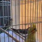 طيور كروان وبراكيت للبيع مستعجل