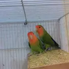 جوز روز