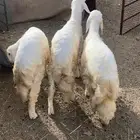 طليان حري وسط