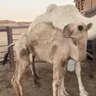بكره عمرها 7 شهور فيها فك للبيع