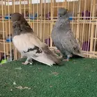 جوز لونق فيس منتج