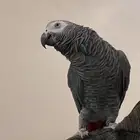 كاسكو أليف وهدد ومتكلم