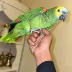 امزوني فرنتد اليف هدد.مع راعيه بكج كامل في الوجه