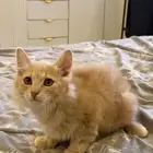 قطه